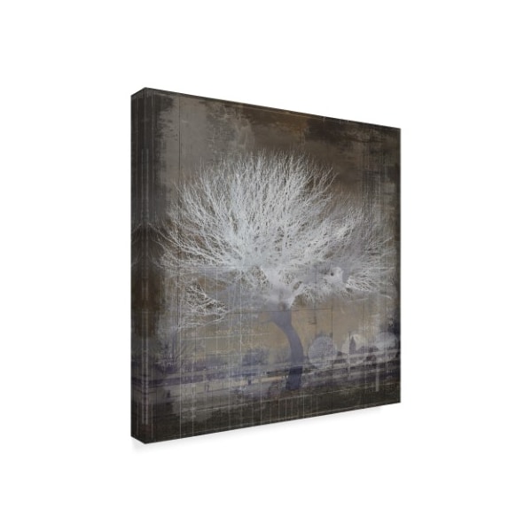 Lightboxjournal 'The White Tree' Canvas Art,24x24